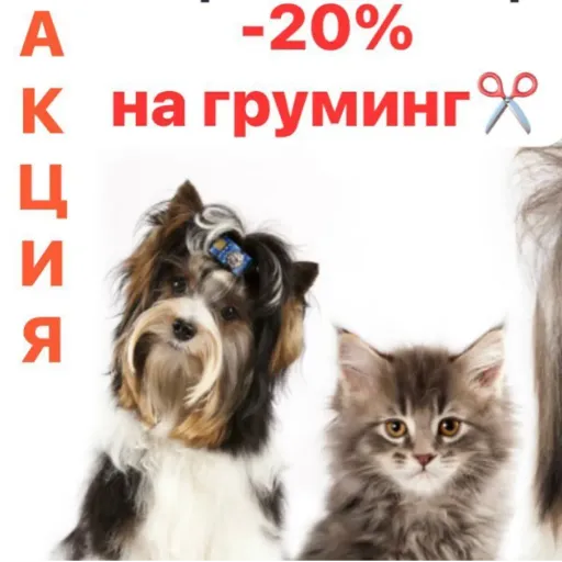 Скидка 20% на груминг✂️ - Носики и хвостики | Услуги и сервис | Якутск